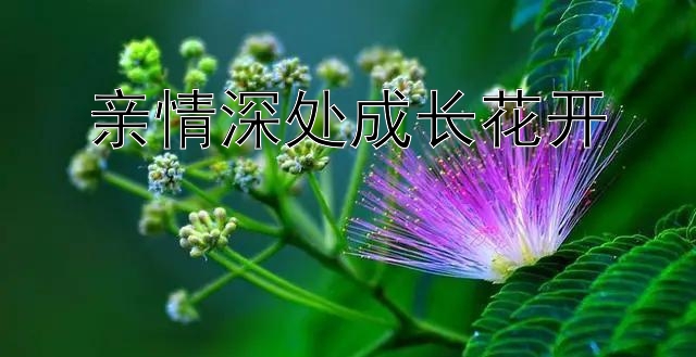 亲情深处成长花开