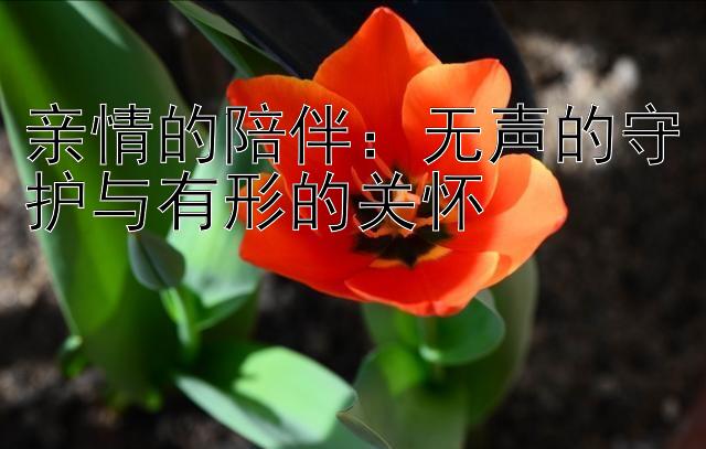 亲情的陪伴：无声的守护与有形的关怀