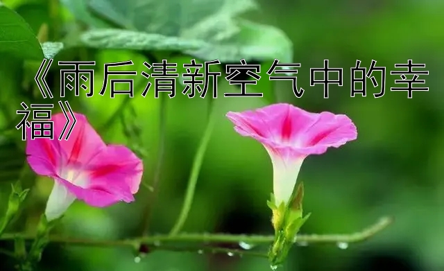 《雨后清新空气中的幸福》