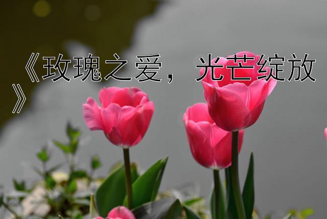 《玫瑰之爱，光芒绽放》